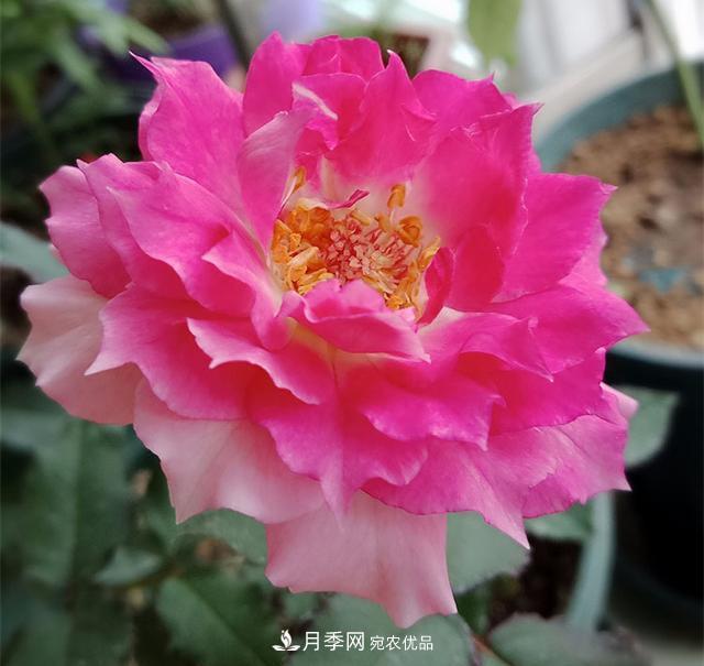 推薦8種月季美艷動(dòng)人，色澤能比玫瑰(圖5)