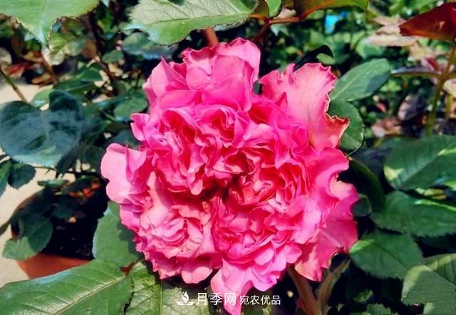 推薦8種月季美艷動(dòng)人，色澤能比玫瑰(圖6)