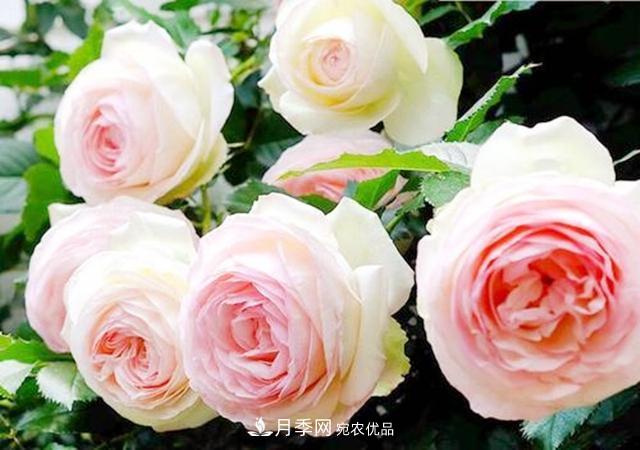 推薦8種月季美艷動(dòng)人，色澤能比玫瑰(圖9)