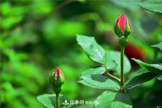 月季花除了觀賞，還有這些價(jià)值，但是知道的人很少(圖2)