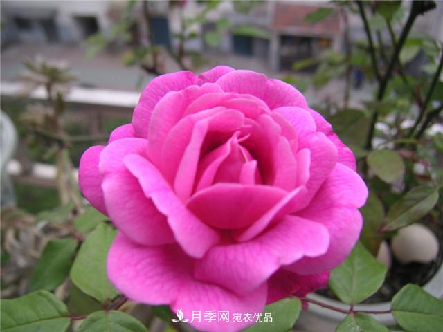 月季花除了觀賞，還有這些價(jià)值，但是知道的人很少(圖3)