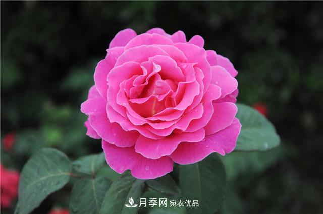 月季花除了觀賞，還有這些價(jià)值，但是知道的人很少(圖5)
