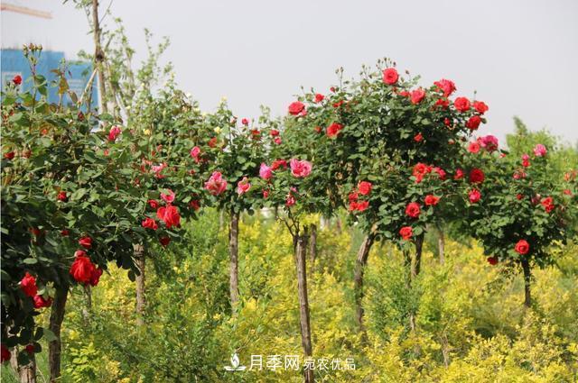 陜西咸陽兩寺渡公園百畝月季樹絢爛綻放惹人愛(圖3)