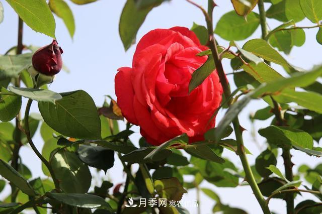 陜西咸陽兩寺渡公園百畝月季樹絢爛綻放惹人愛(圖2)