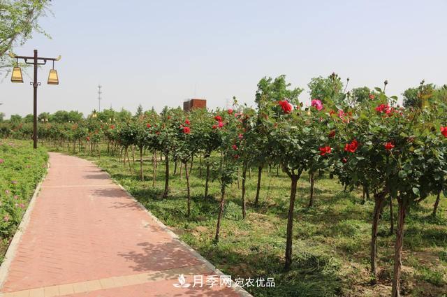 陜西咸陽兩寺渡公園百畝月季樹絢爛綻放惹人愛(圖1)