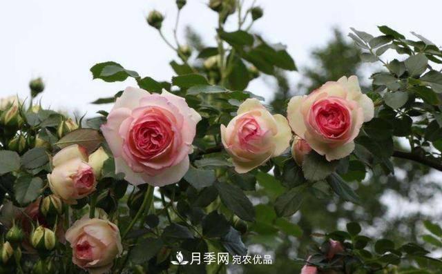 常見藤本月季優(yōu)缺點(diǎn)大比拼，月季花友看過來(圖1)