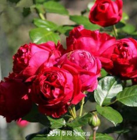 常見藤本月季優(yōu)缺點(diǎn)大比拼，月季花友看過來(圖2)