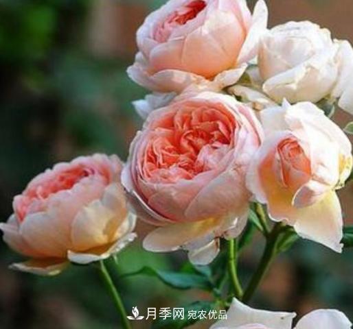 常見藤本月季優(yōu)缺點(diǎn)大比拼，月季花友看過來(圖4)