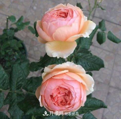 常見藤本月季優(yōu)缺點(diǎn)大比拼，月季花友看過來(圖5)