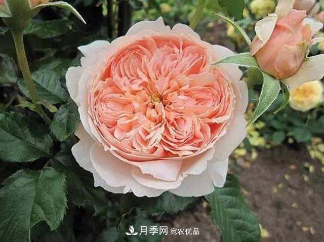 常見藤本月季優(yōu)缺點(diǎn)大比拼，月季花友看過來(圖6)