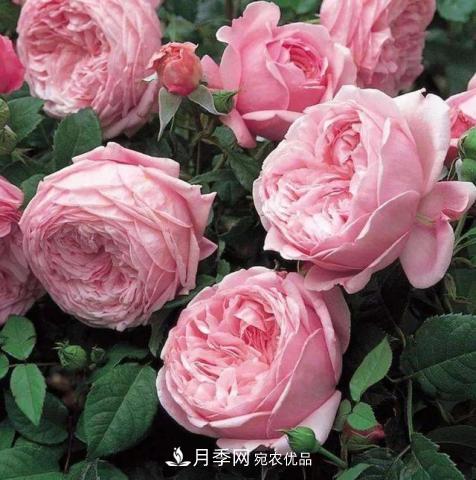 常見藤本月季優(yōu)缺點(diǎn)大比拼，月季花友看過來(圖9)