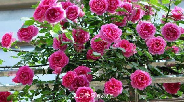 常見藤本月季優(yōu)缺點(diǎn)大比拼，月季花友看過來(圖7)