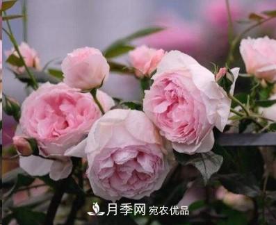 盤點各國的灌木月季品種，哪些是不可錯過的經(jīng)典品種！(圖6)