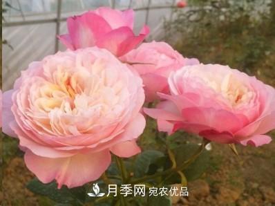 盤點各國的灌木月季品種，哪些是不可錯過的經(jīng)典品種！(圖13)