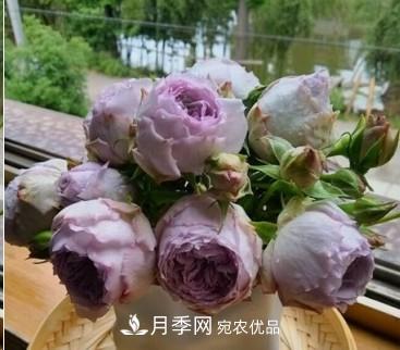 盤點各國的灌木月季品種，哪些是不可錯過的經(jīng)典品種！(圖21)