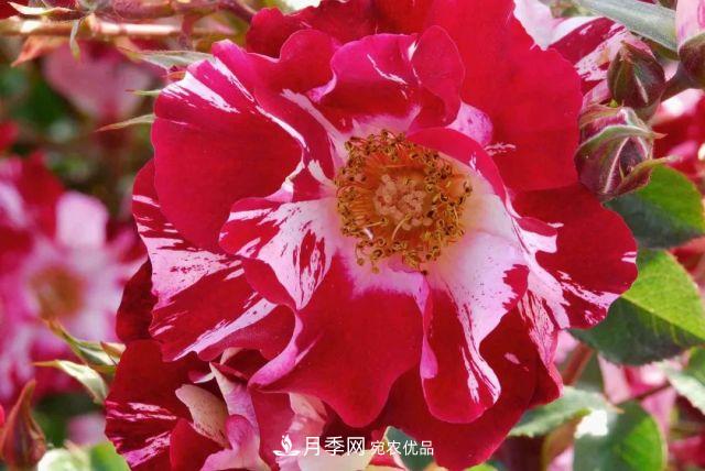 一年開360天！這個(gè)獲得AARS大獎(jiǎng)的藤本月季簡直逆天！(圖1)