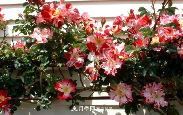 一年開360天！這個(gè)獲得AARS大獎(jiǎng)的藤本月季簡直逆天！(圖3)