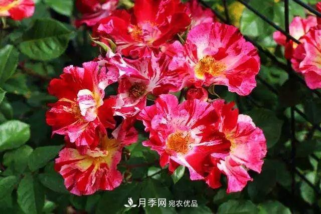 一年開360天！這個(gè)獲得AARS大獎(jiǎng)的藤本月季簡直逆天！(圖2)
