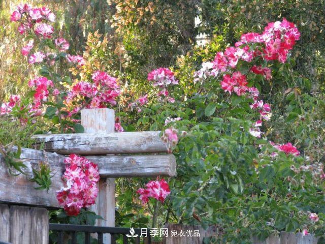 一年開360天！這個(gè)獲得AARS大獎(jiǎng)的藤本月季簡直逆天！(圖6)