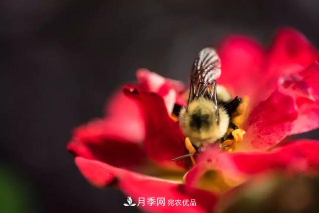 一年開360天！這個(gè)獲得AARS大獎(jiǎng)的藤本月季簡直逆天！(圖5)