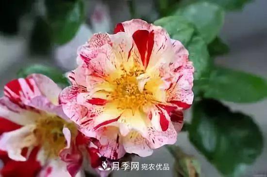 一年開360天！這個(gè)獲得AARS大獎(jiǎng)的藤本月季簡直逆天！(圖4)