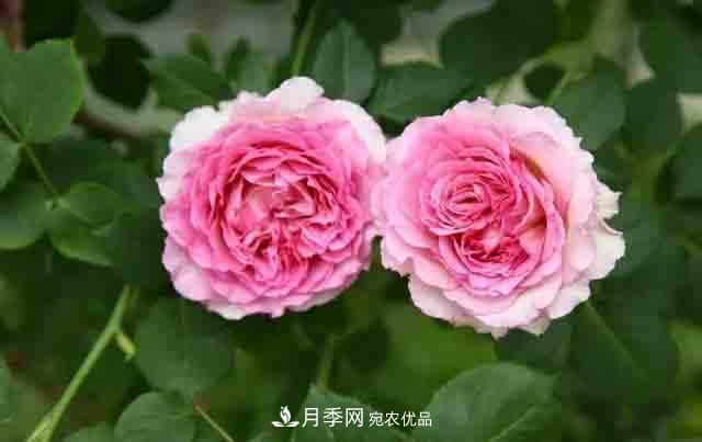 地栽月季花在北方如何防止被凍死？(圖1)