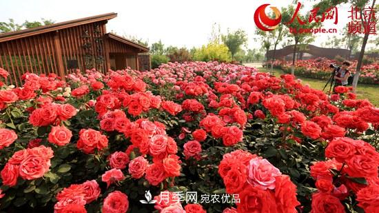 花卉產(chǎn)業(yè)展國門風(fēng)采 月季增植引領(lǐng)北京大興區(qū)花卉產(chǎn)業(yè)飛速發(fā)展(圖1)
