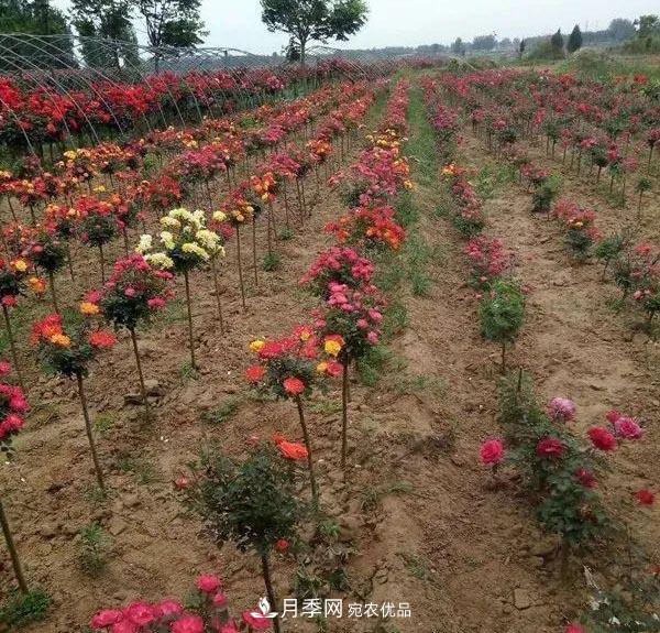 高顏值！安慶多彩月季現(xiàn)身園林景觀(圖1)