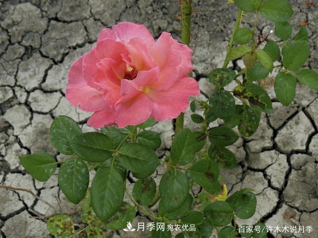 氣溫差異大，南北方養(yǎng)月季有何區(qū)別？因地制宜養(yǎng)月季教程(圖5)