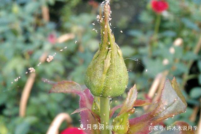 氣溫差異大，南北方養(yǎng)月季有何區(qū)別？因地制宜養(yǎng)月季教程(圖6)