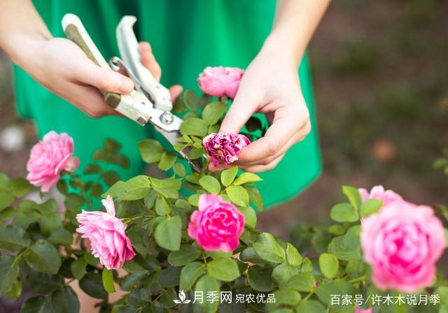 氣溫差異大，南北方養(yǎng)月季有何區(qū)別？因地制宜養(yǎng)月季教程(圖7)