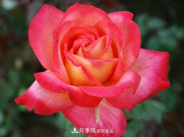 夏秋季節(jié)種植歐月月季需要什么技術(shù)？(圖1)
