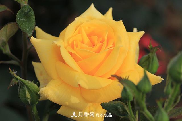 秋天如何把握好月季施肥的度？(圖1)