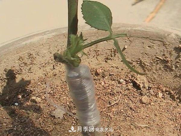 藤本月季有哪幾種嫁接方式？(圖2)