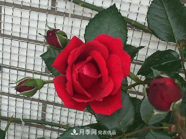 藤本月季的小知識(shí)和代表品種(圖1)