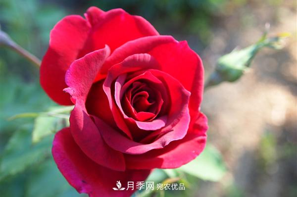 常見(jiàn)的紅色藤本月季有哪些品種？(圖1)
