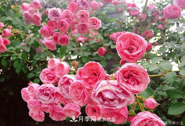 6種月季太勤快，開(kāi)花一茬接一茬，花量大還抗病！(圖2)