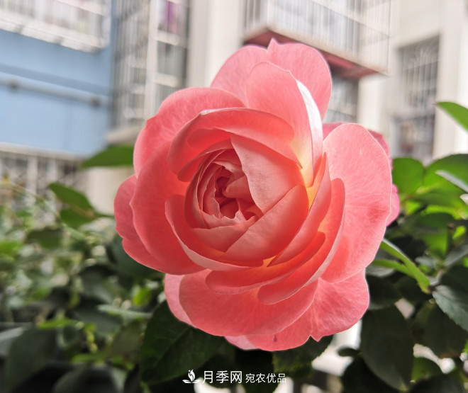 6種月季太勤快，開(kāi)花一茬接一茬，花量大還抗?。?圖5)