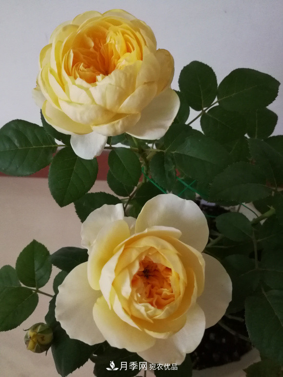 6種月季太勤快，開(kāi)花一茬接一茬，花量大還抗??！(圖8)