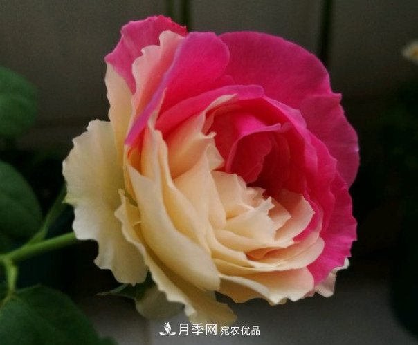 6種月季太勤快，開(kāi)花一茬接一茬，花量大還抗??！(圖10)