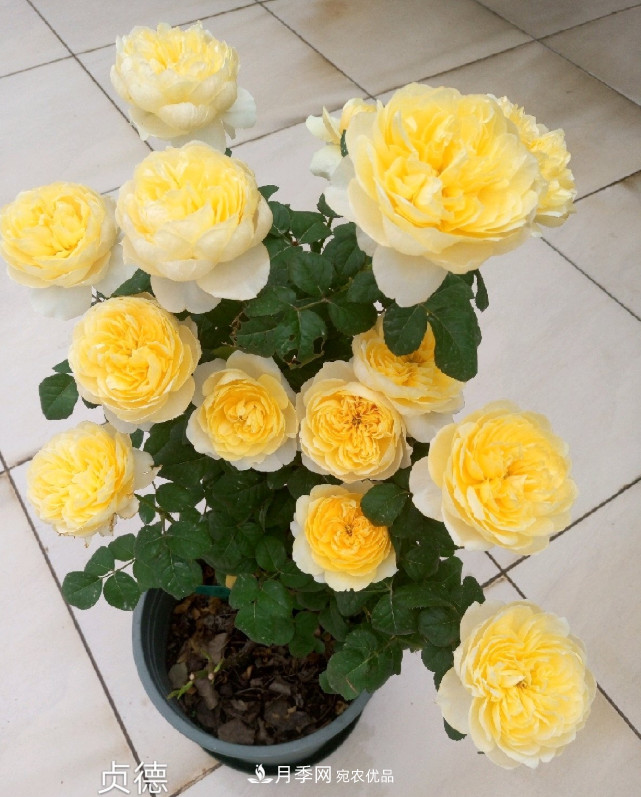 6種月季太勤快，開(kāi)花一茬接一茬，花量大還抗??！(圖9)
