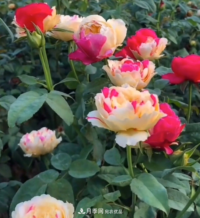 6種月季太勤快，開(kāi)花一茬接一茬，花量大還抗??！(圖11)