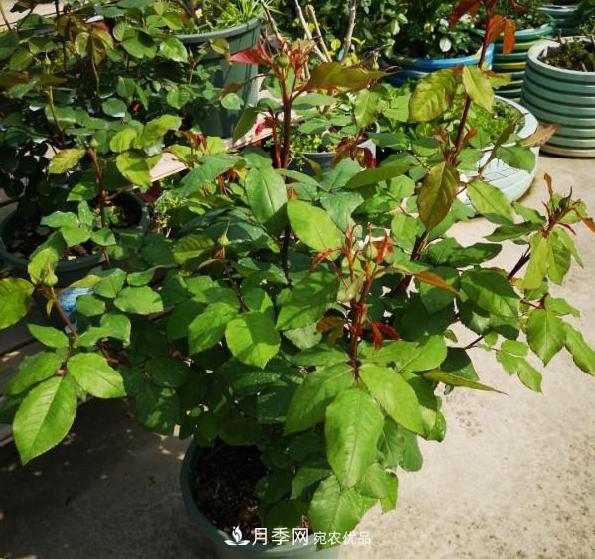 養(yǎng)的月季為什么不愛(ài)長(zhǎng)？這幾個(gè)原因***常見(jiàn)(圖1)
