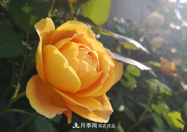 養(yǎng)的月季為什么不愛(ài)長(zhǎng)？這幾個(gè)原因***常見(jiàn)(圖2)