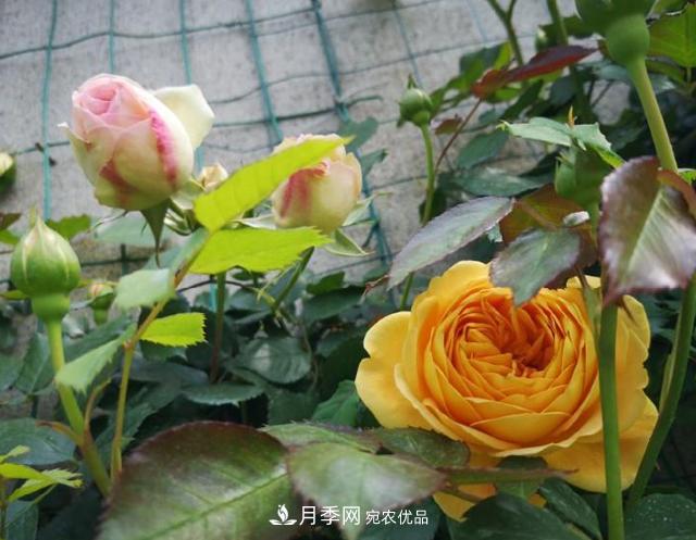 養(yǎng)的月季為什么不愛(ài)長(zhǎng)？這幾個(gè)原因***常見(jiàn)(圖3)