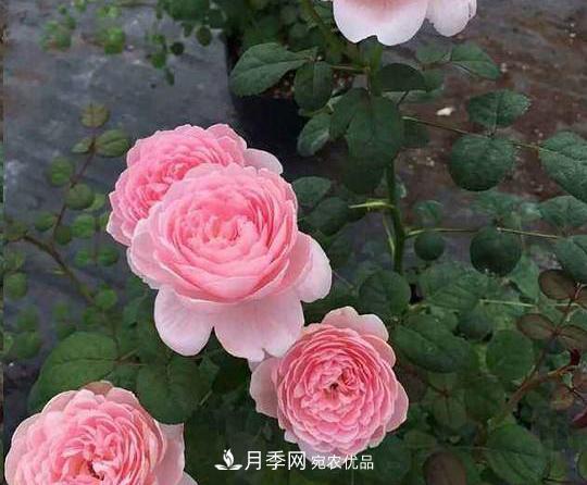 養(yǎng)的月季為什么不愛(ài)長(zhǎng)？這幾個(gè)原因***常見(jiàn)(圖4)