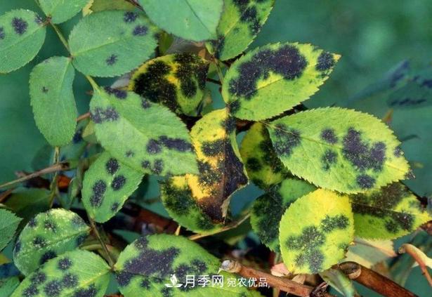 養(yǎng)的月季為什么不愛(ài)長(zhǎng)？這幾個(gè)原因***常見(jiàn)(圖5)