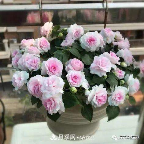 陽臺(tái)種盆它，比月季開花勤，小巧精致好養(yǎng)活，開花重瓣似牡丹(圖4)
