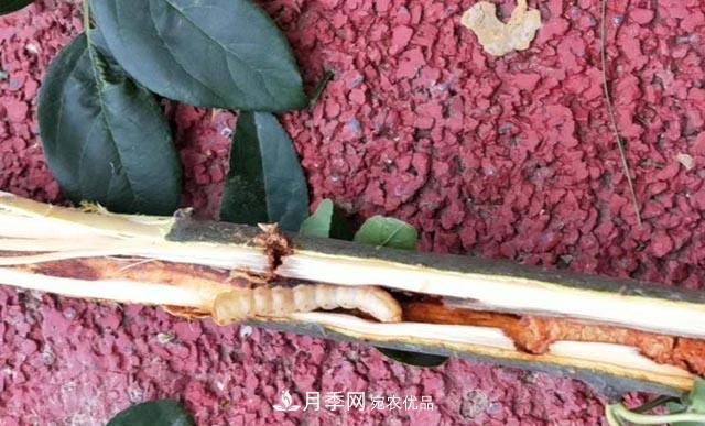 立秋后，園林養(yǎng)護(hù)一定要注意這4點(diǎn)，這樣苗木才能長(zhǎng)得好(圖4)