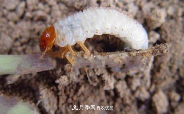 立秋后，園林養(yǎng)護(hù)一定要注意這4點(diǎn)，這樣苗木才能長(zhǎng)得好(圖5)